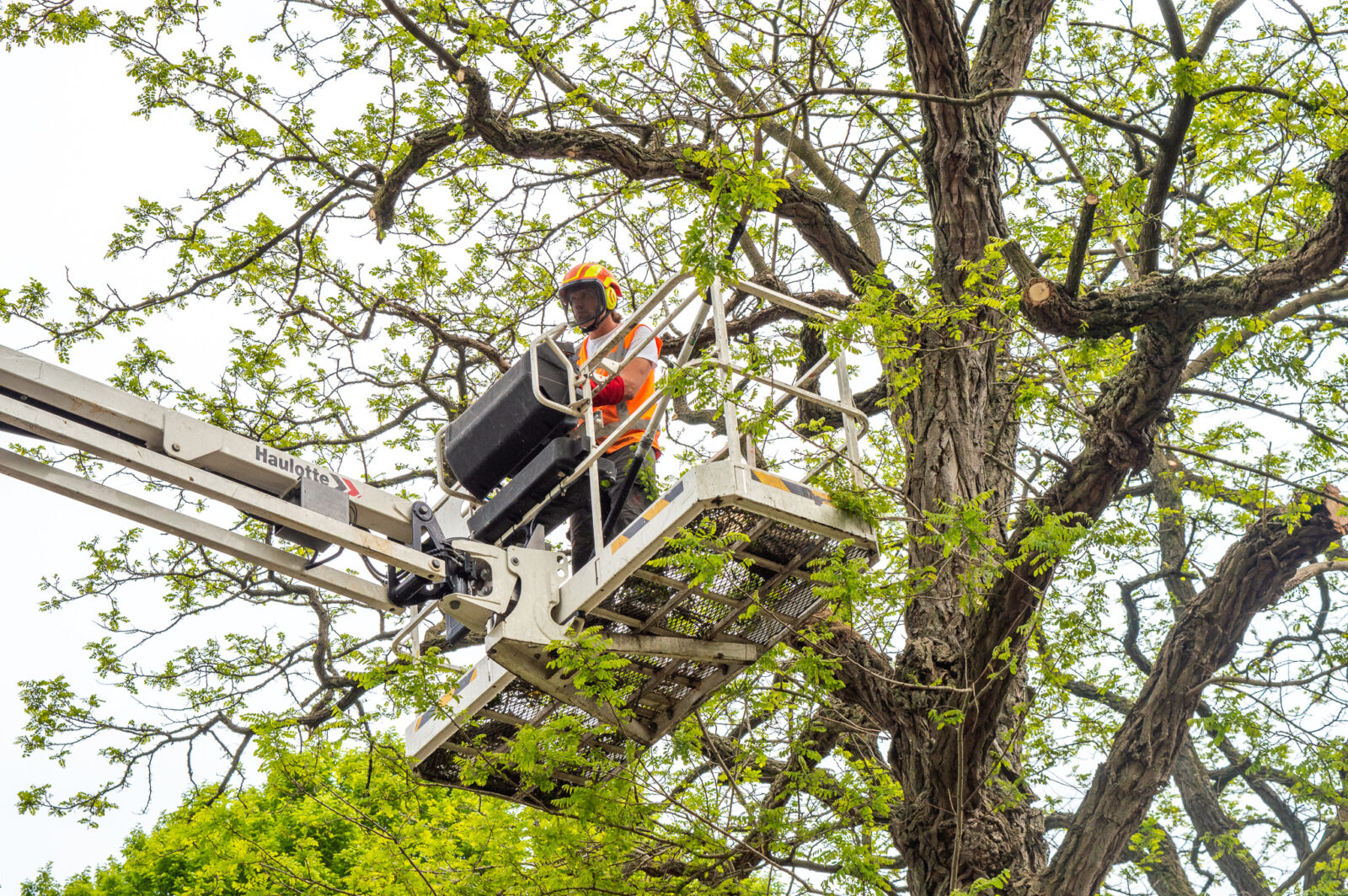 European tree worker aan het werk met de hoogwerker