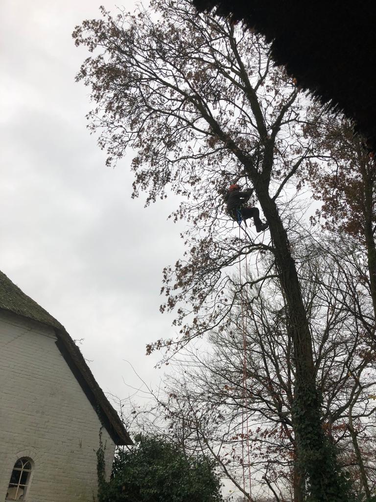 Zijinstromer Paul ETW'er boomverzorger hoog in de boom