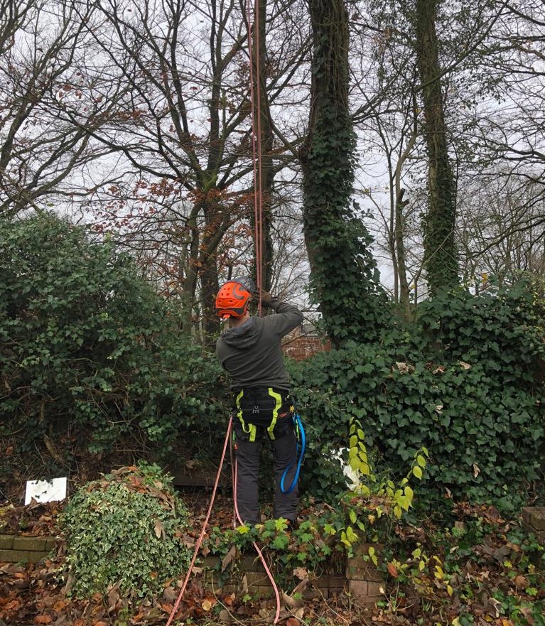 Zijinstromer Paul ETW'er boomverzorger aan het klimmen