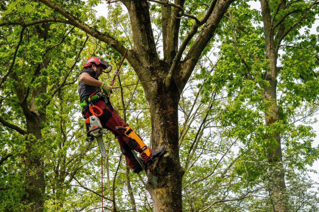 Boomverzorger vacatures Baneninhetgroen