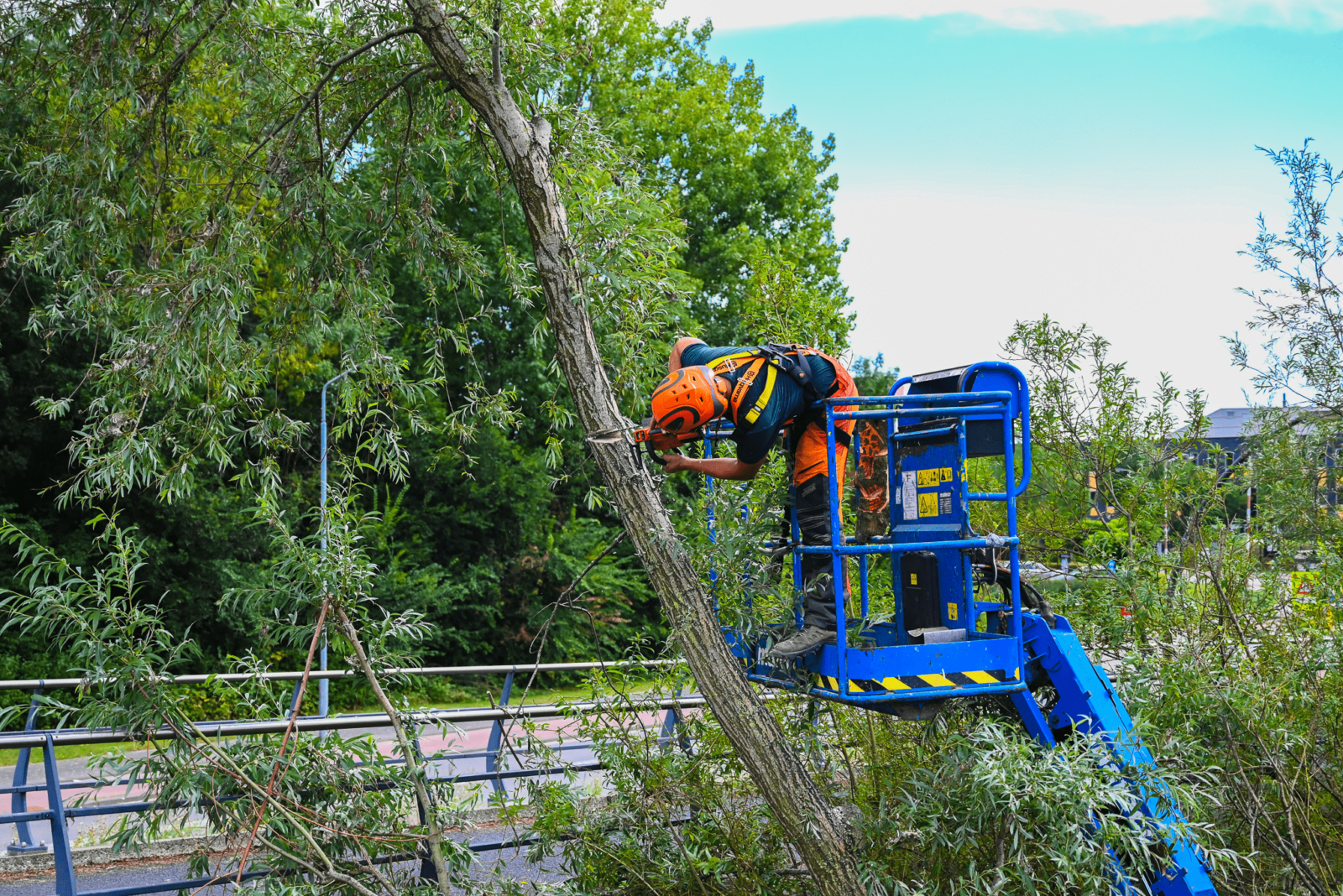 Werken in de boomverzorging