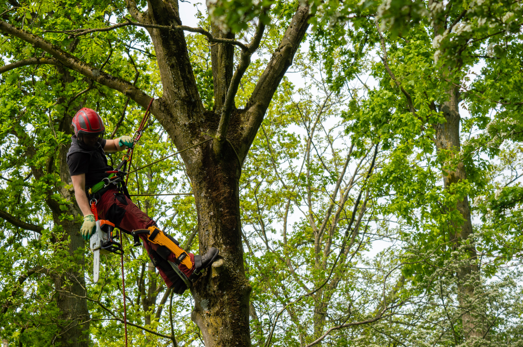 european tree technician wat voor jou