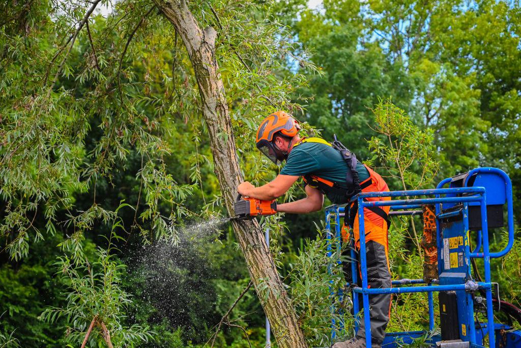 Boomverzorger opleiding Nederland