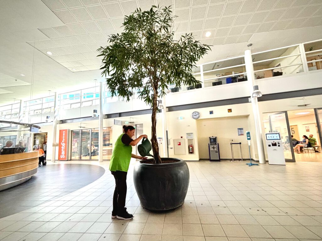 Medewerker Interieurbeplanting aan het werk in het ziekenhuis