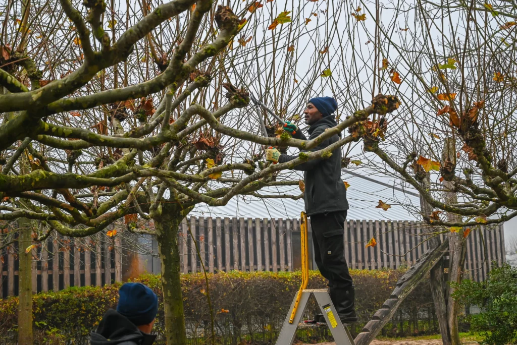 herfst werkzaamheden boomverzorger