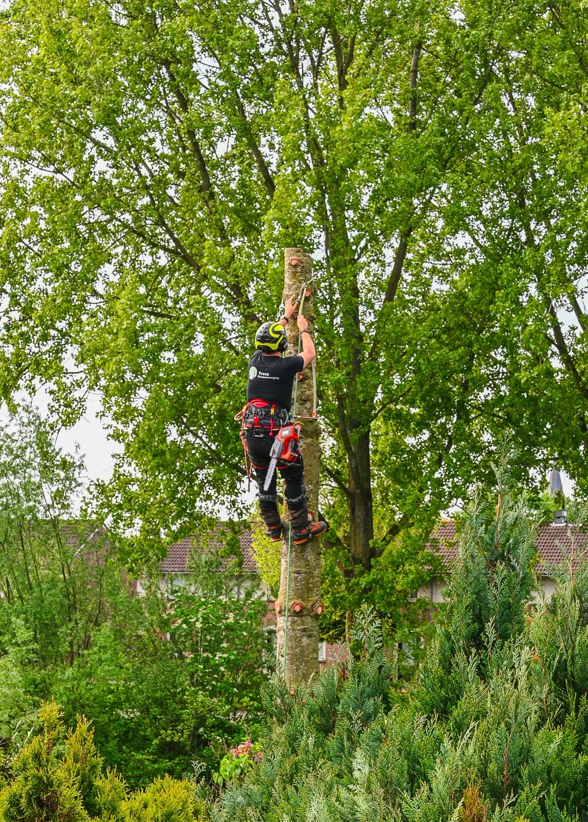 In loondienst als boomverzorger
