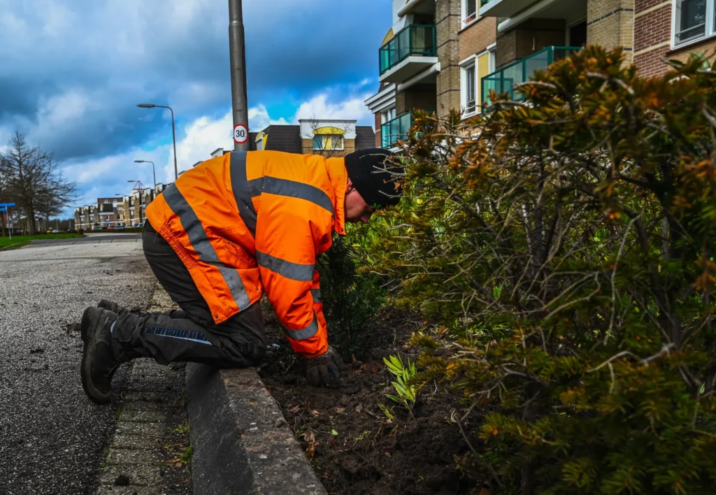 Hovenier plant en onderhoud wintergroen