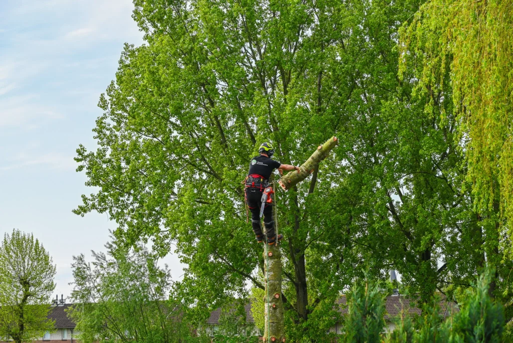 Opleiding boomverzorger