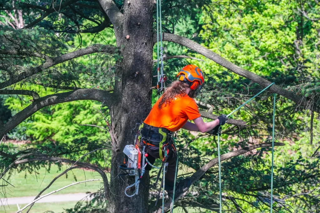 European tree worker aan het werk
