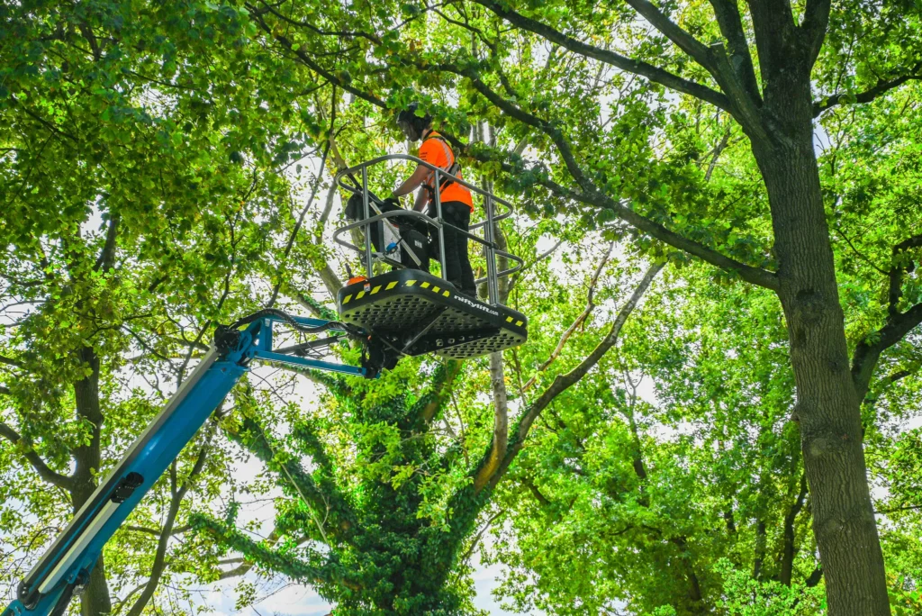 werken als boomverzorger