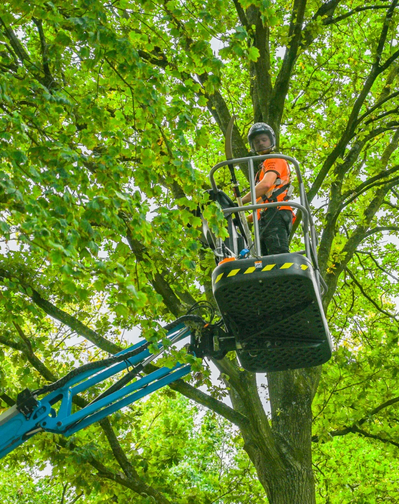 Werken als boomverzorger